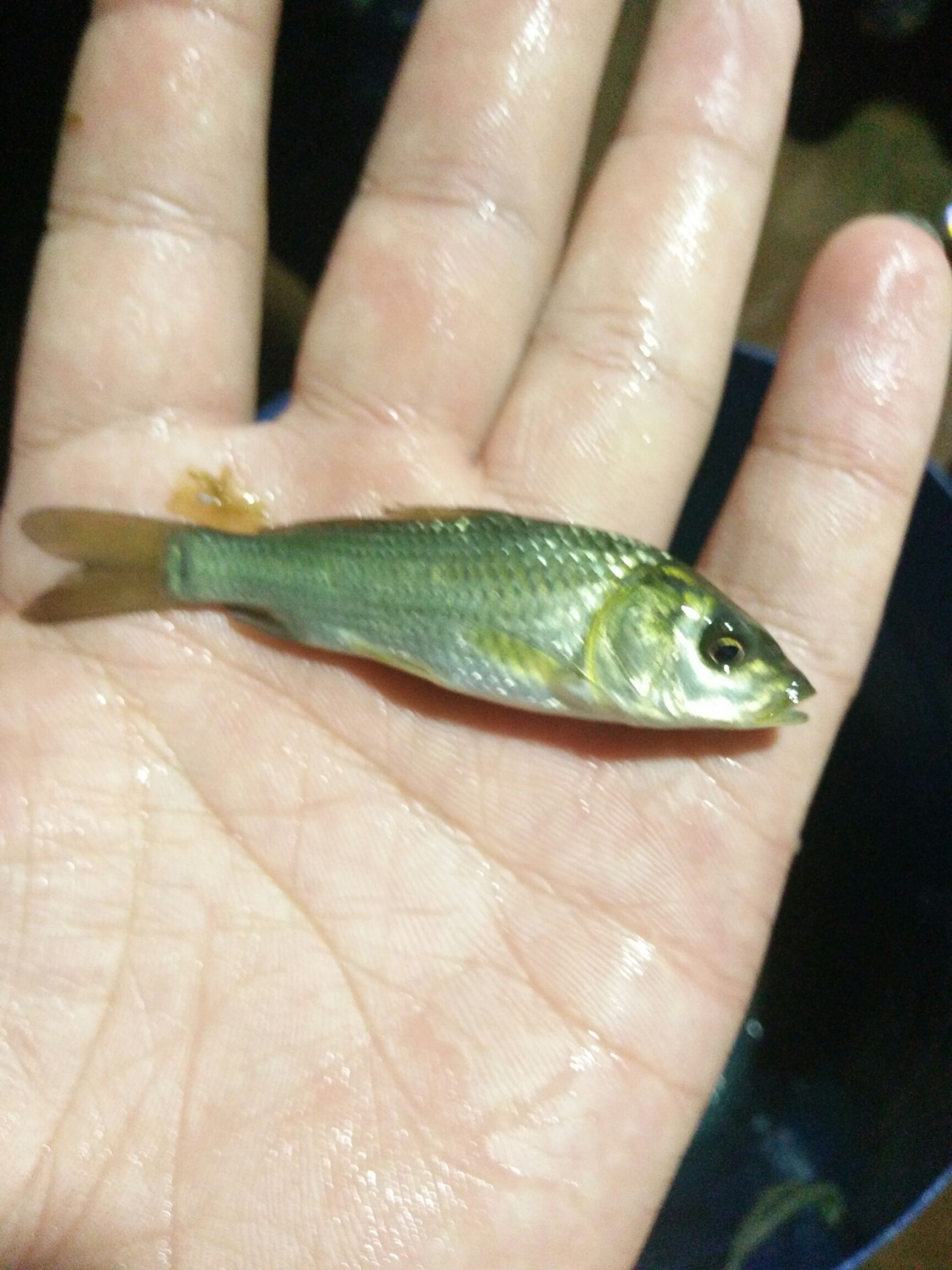 鲤鱼苗 ，裸斑
