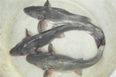 江团鱼苗