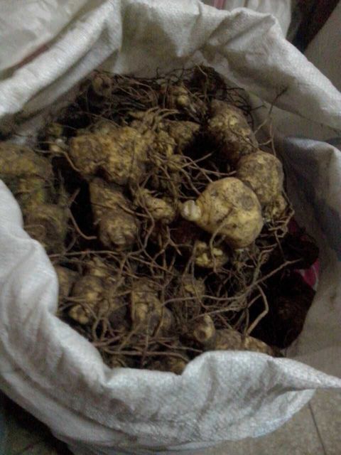 瑞昌市鸡头黄精 块