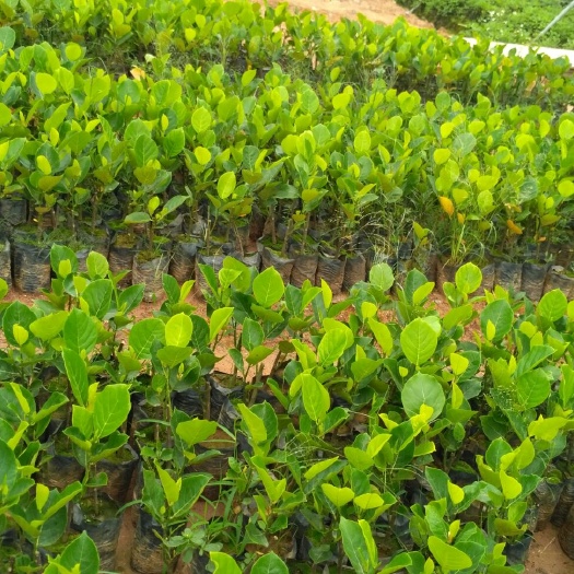 灵山县马来西亚一号菠萝蜜苗