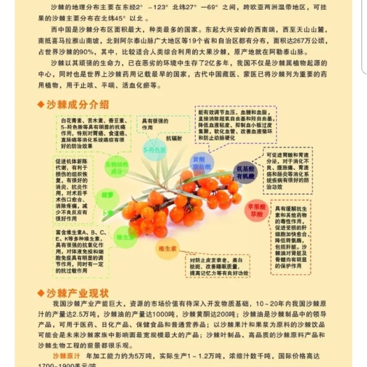 张北县沙棘 天然沙棘干果，产于内蒙高原
