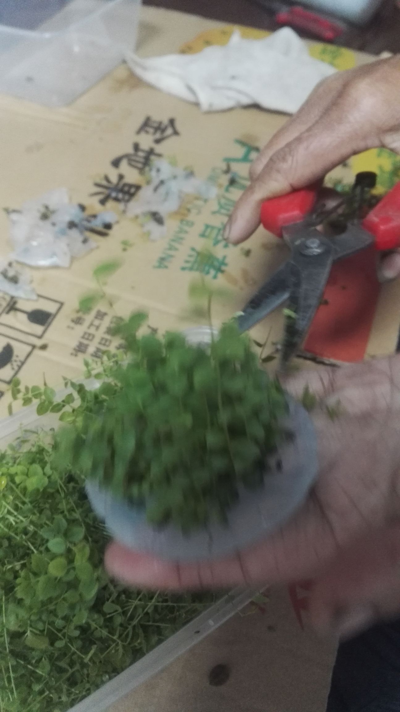 奥尼尔蓝莓苗