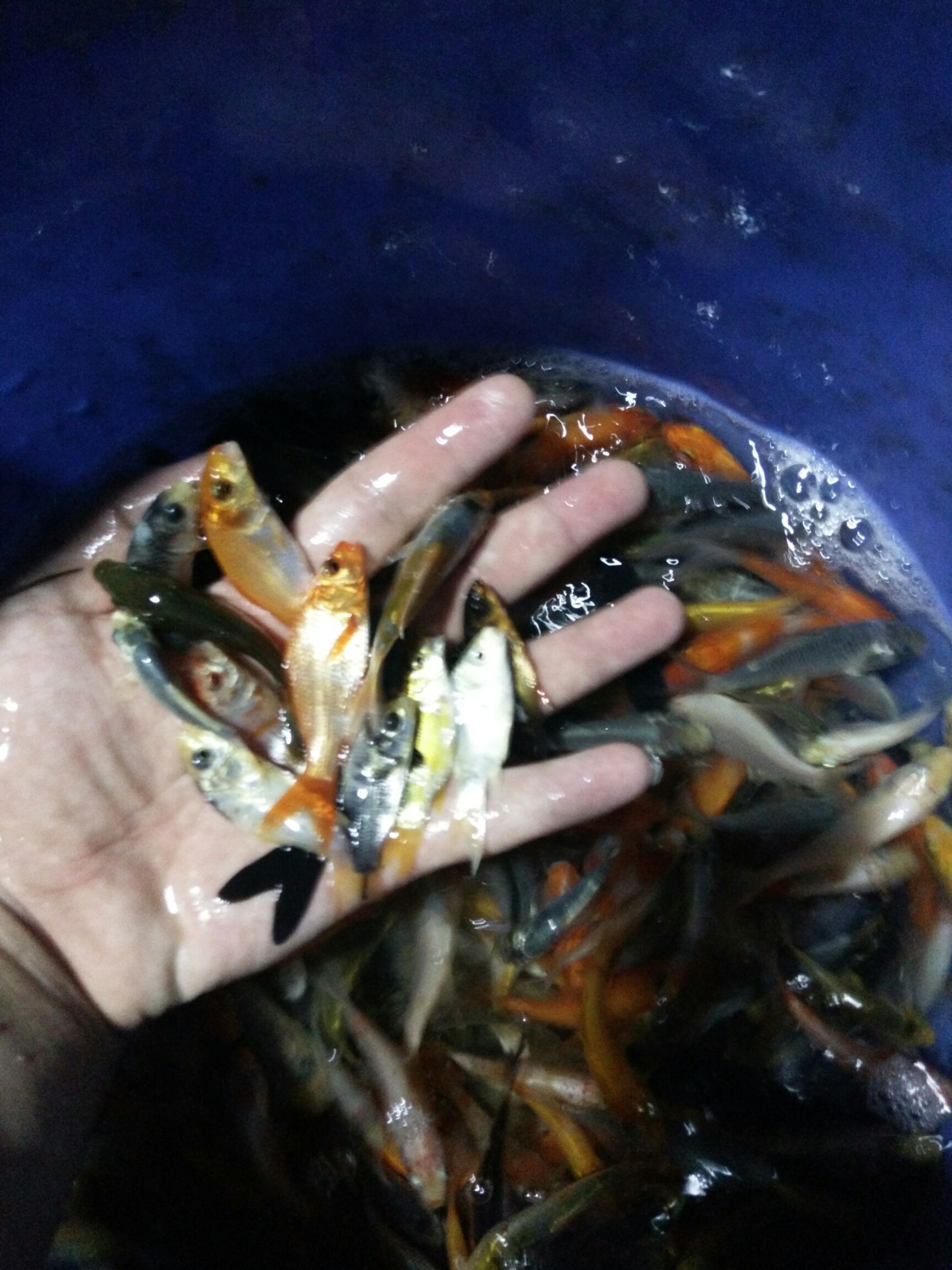 鲤鱼苗 ，裸斑