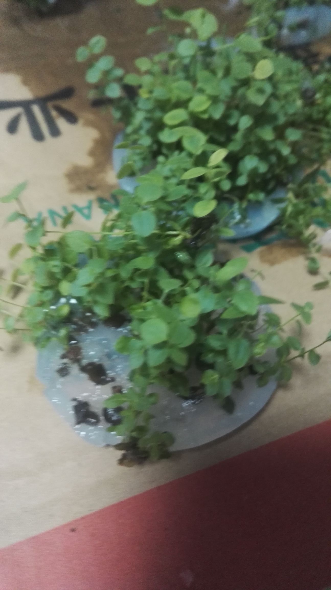 奥尼尔蓝莓苗