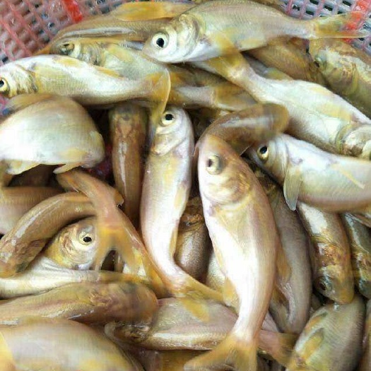 广州 水产鱼种批发市场 金鳙鱼苗 价格