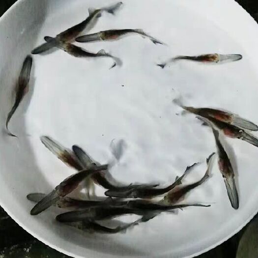 开远市鸭嘴鱼苗  万合水产养殖有限公司