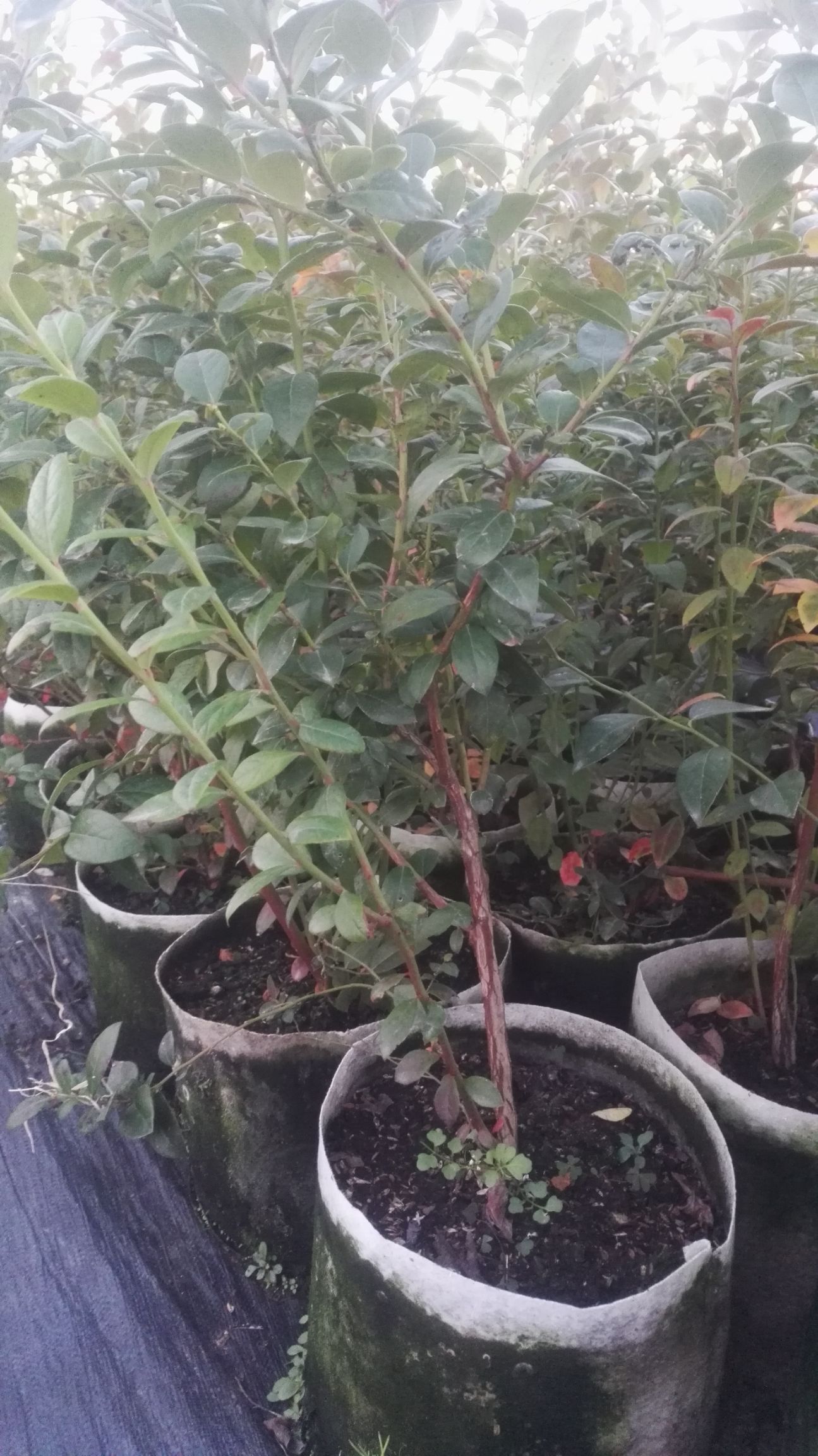 奥尼尔蓝莓苗