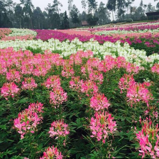 安国市醉蝶花种子