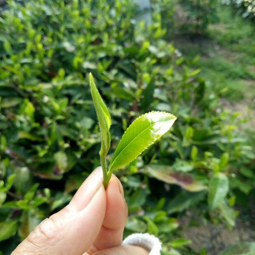 石棉县绿茶  手工柴火炒青茶