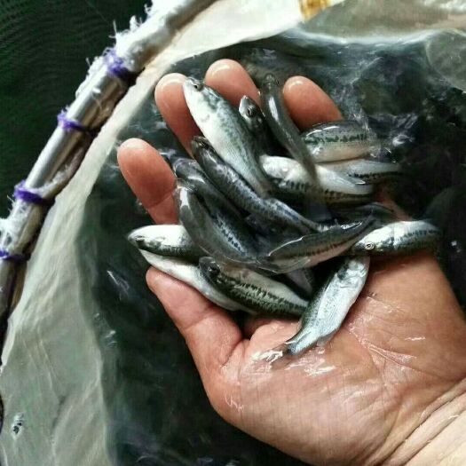 加州鲈鱼苗  加州鲈鱼