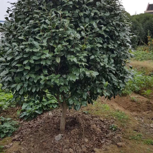 宁波茶花树 140cm以上