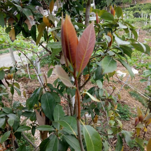 石棉县手工柴火炒老鹰茶