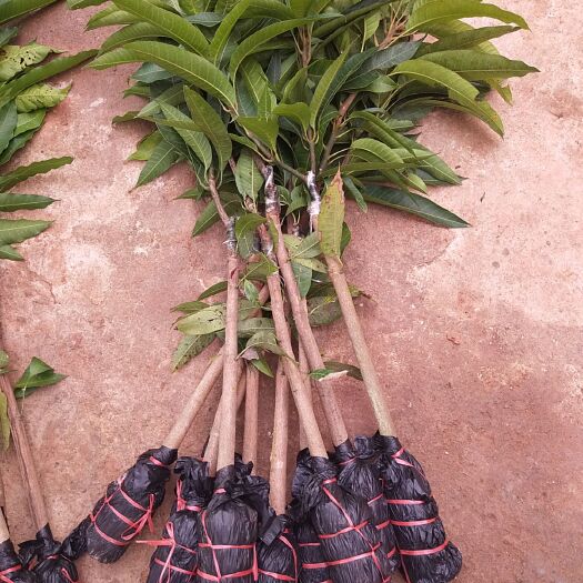 灵山县四季芒果苗 一年多次结果，嫁接苗，广西发货