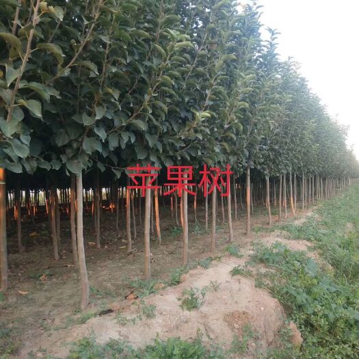 昌黎县红富士苹果苗 1.5~2米