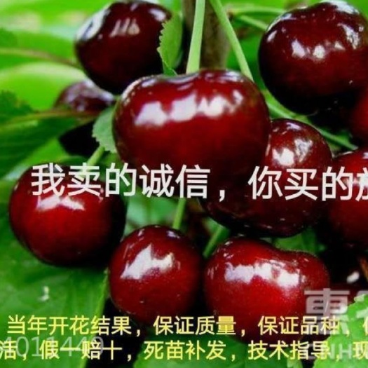 石家庄 俄罗斯8号，嫁接樱桃苗，当年挂果，基地直销