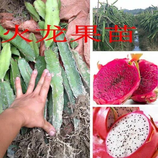 灵山县红皮红肉火龙果苗