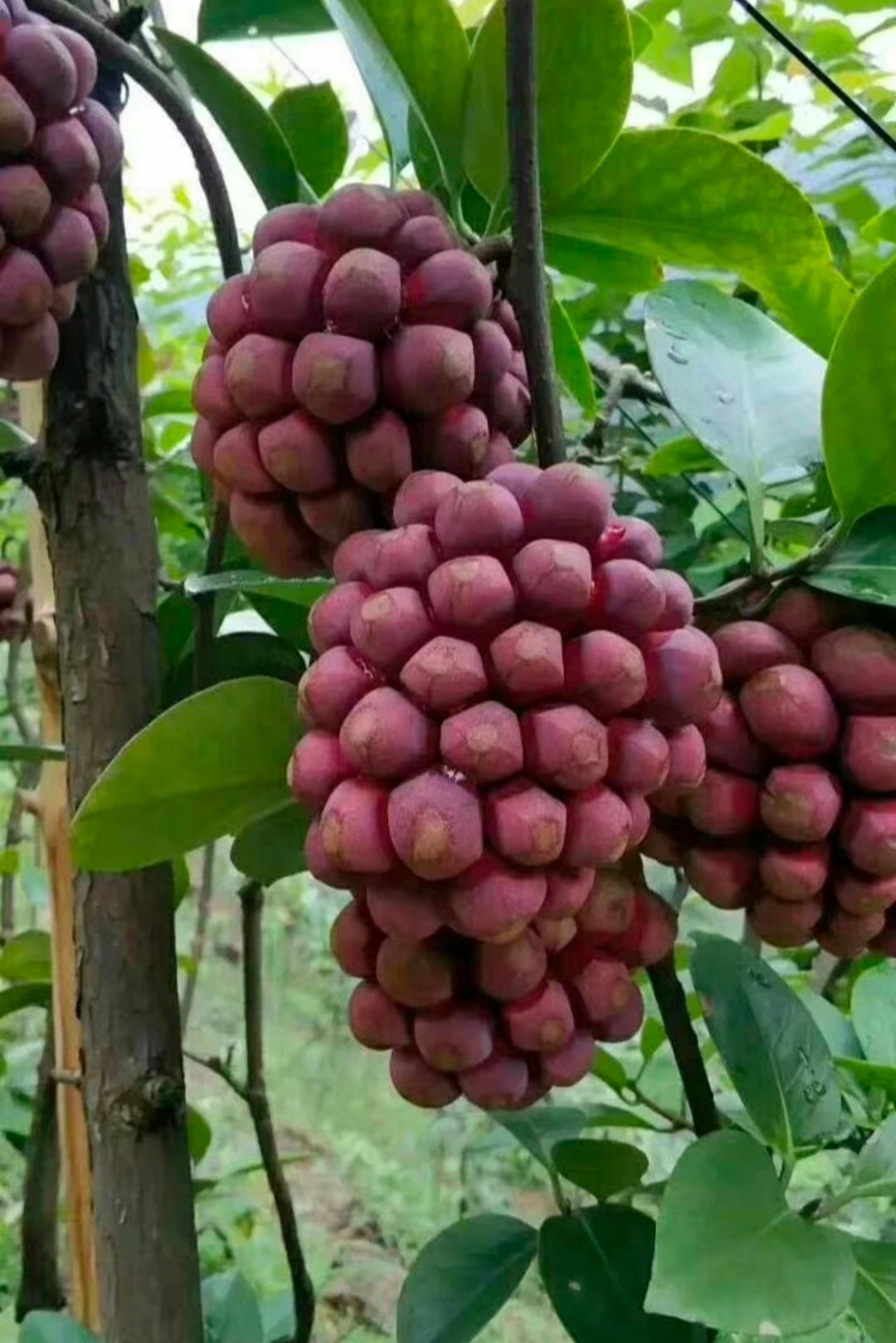 粉红黑老虎苗