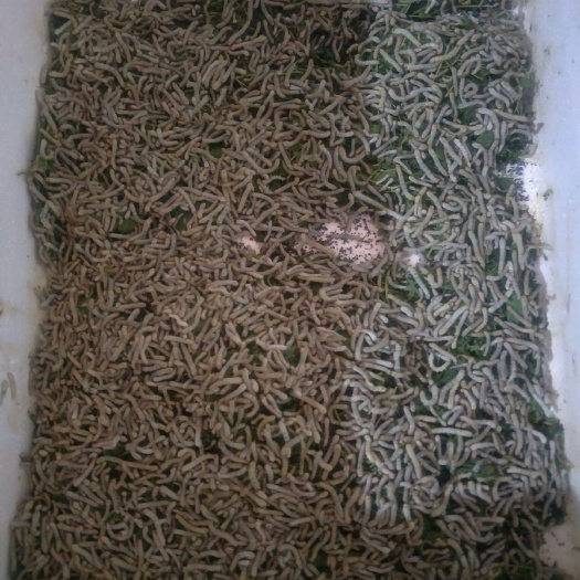武汉 自养蚕宝宝，20000条左右
有谁需要，看着给价！