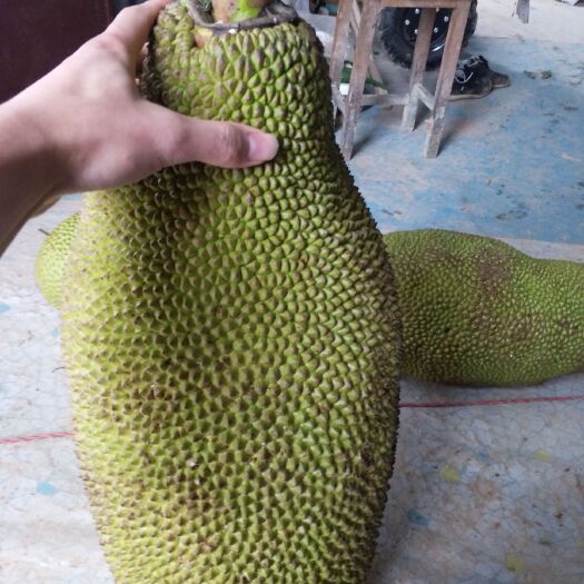 灵山县马来西亚一号菠萝蜜苗 马来西亚一号四季菠萝蜜