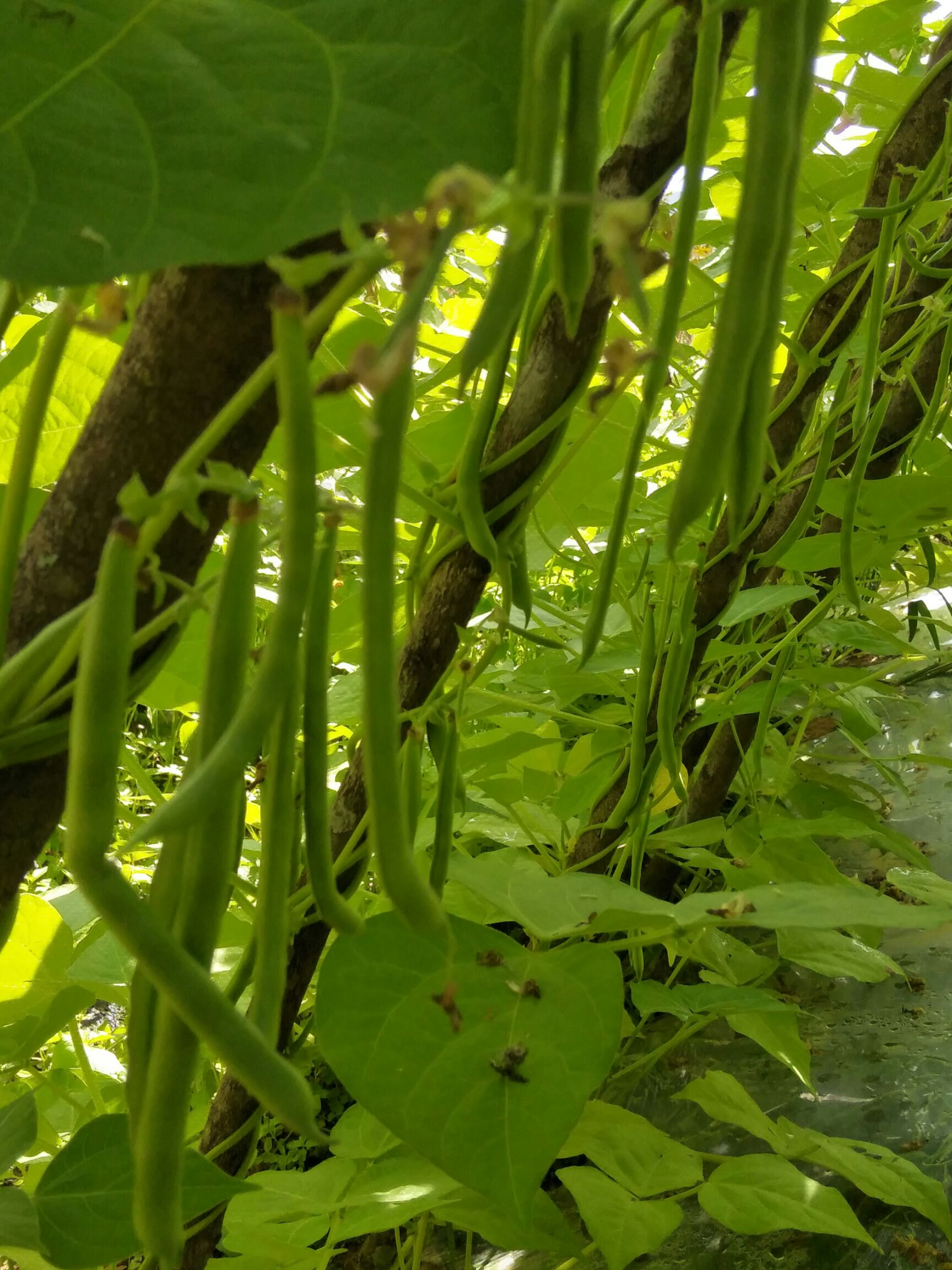 紫花四季豆 20cm以上