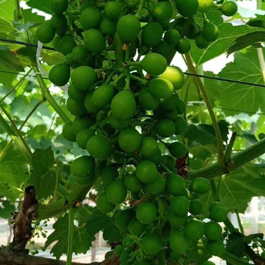 新沂市夏黑葡萄 1.5- 2斤 5%以下 1次果