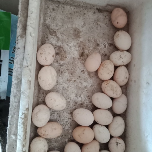 邢台土鸡蛋 食用 散装