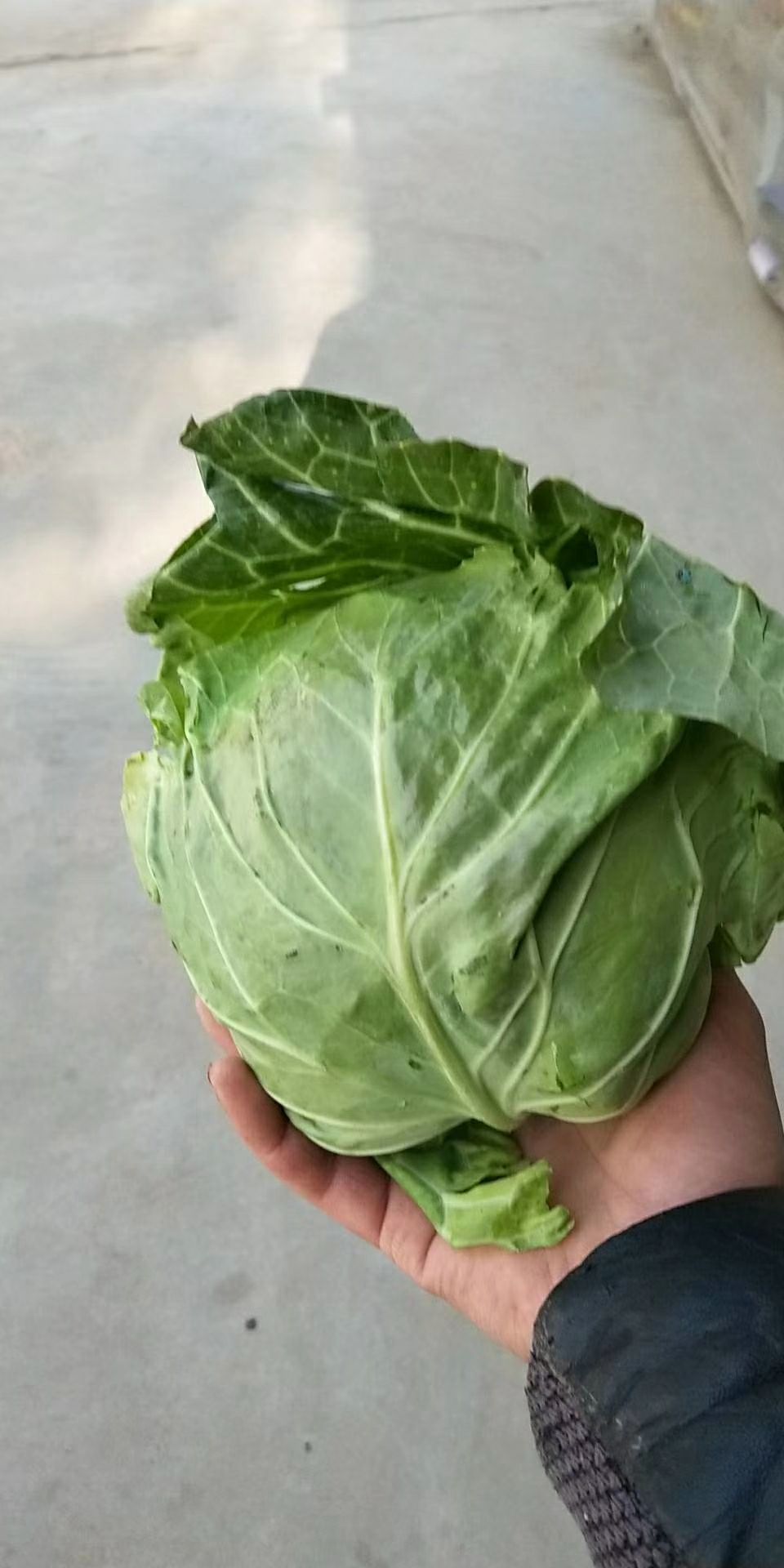 圆包菜  优质甘篮大量现货