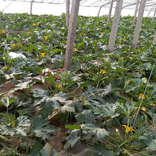 泾阳县绿油西葫芦 1斤~1.5斤