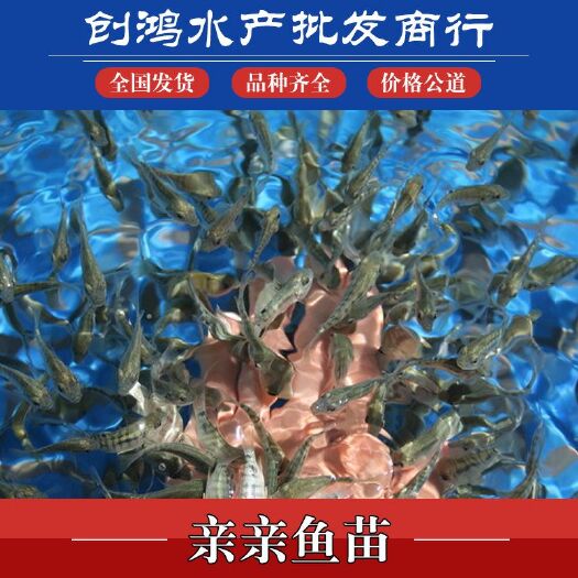  亲亲鱼 洗脚鱼 足疗鱼