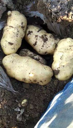 通许县荷兰15  荷兰十五希森冷库大量有货，品质保证，全国各地发货