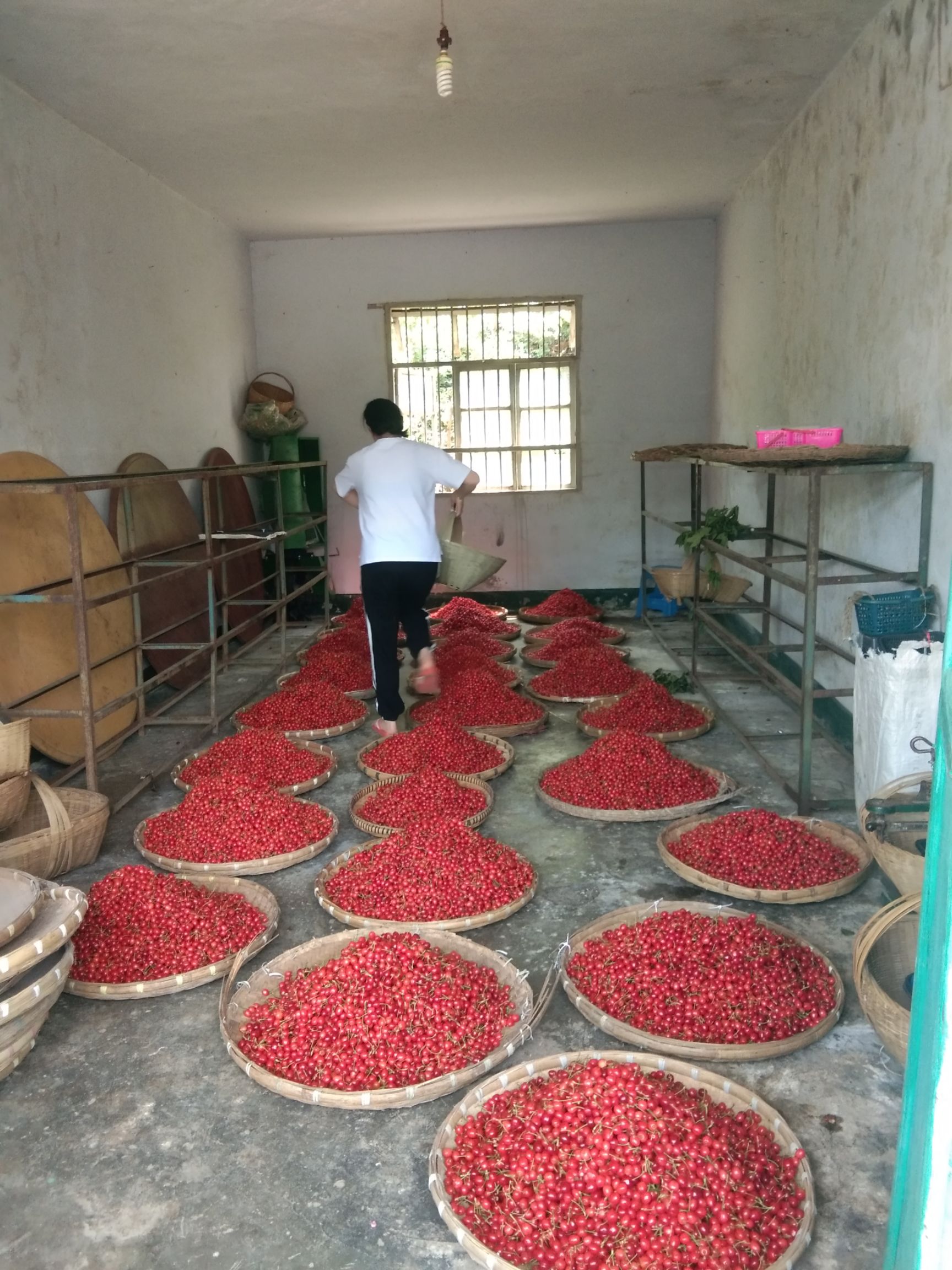 玛瑙红樱桃 5-10mm 5-8g