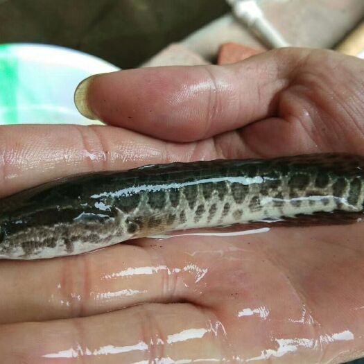 富顺县乌鳢苗  黑鱼肉中含蛋白质、脂肪、18种氨基酸等，还含有人体必需的钙、