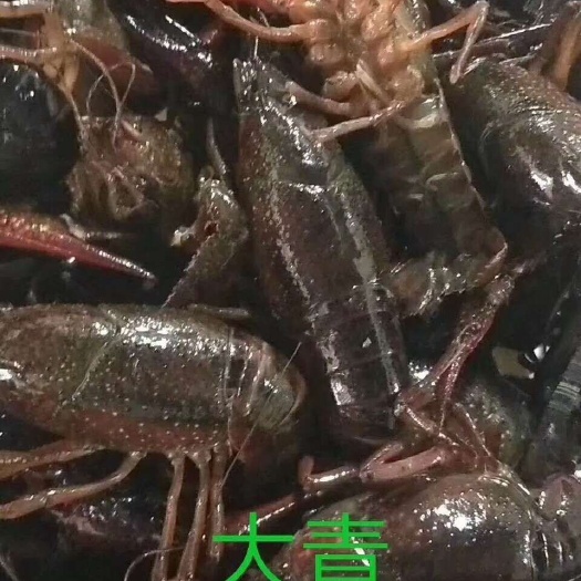 惠州红壳小龙虾 4-6钱 人工养殖