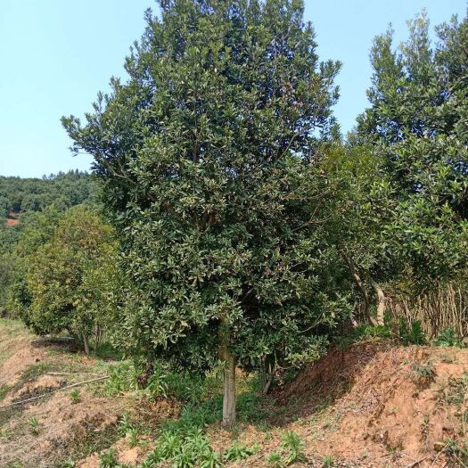新余杨梅树