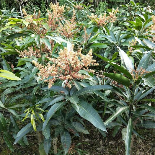 灵山县金煌芒果苗