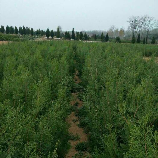 莒南县侧柏苗  营养杯侧柏 1米侧柏 80侧柏 60侧柏量大