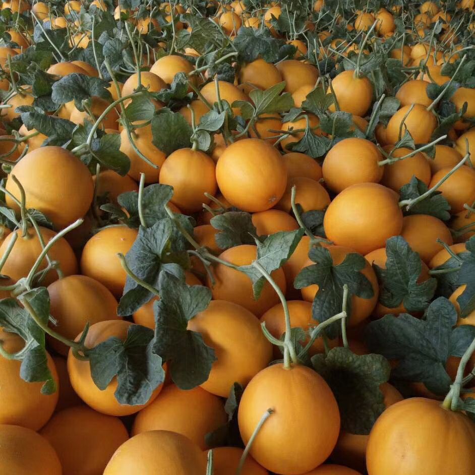 久红瑞甜瓜 2斤以上