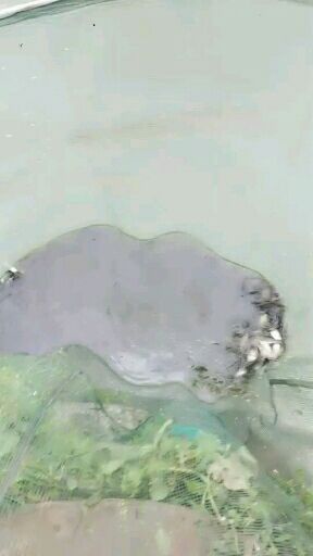 江团鱼苗