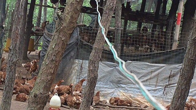 钦州 土鸡大午金凤蛋鸡，散养草鸡蛋，吃五谷杂粮虫子