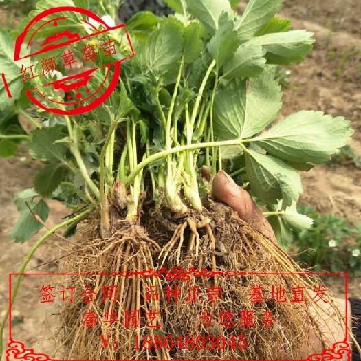 泰安红颜草莓苗 30~40公分 地栽苗