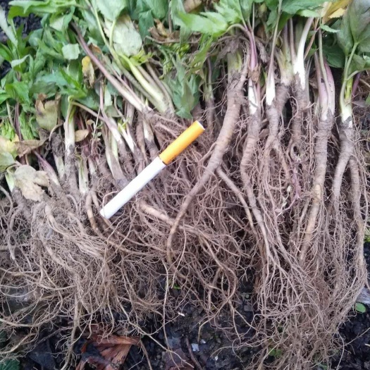 北川县甜当归苗 菜当归苗，甜当归苗，食用当归
