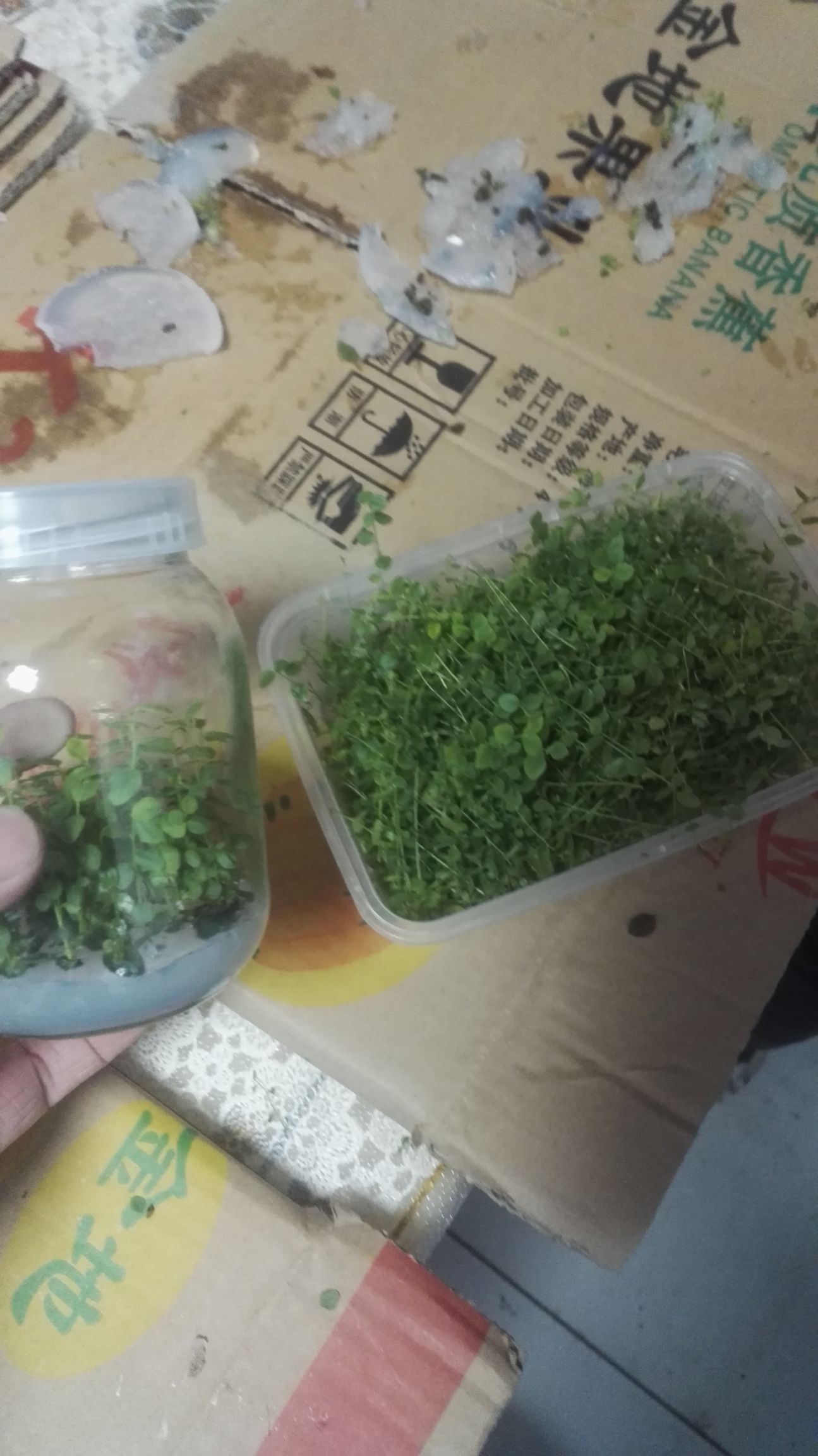 奥尼尔蓝莓苗