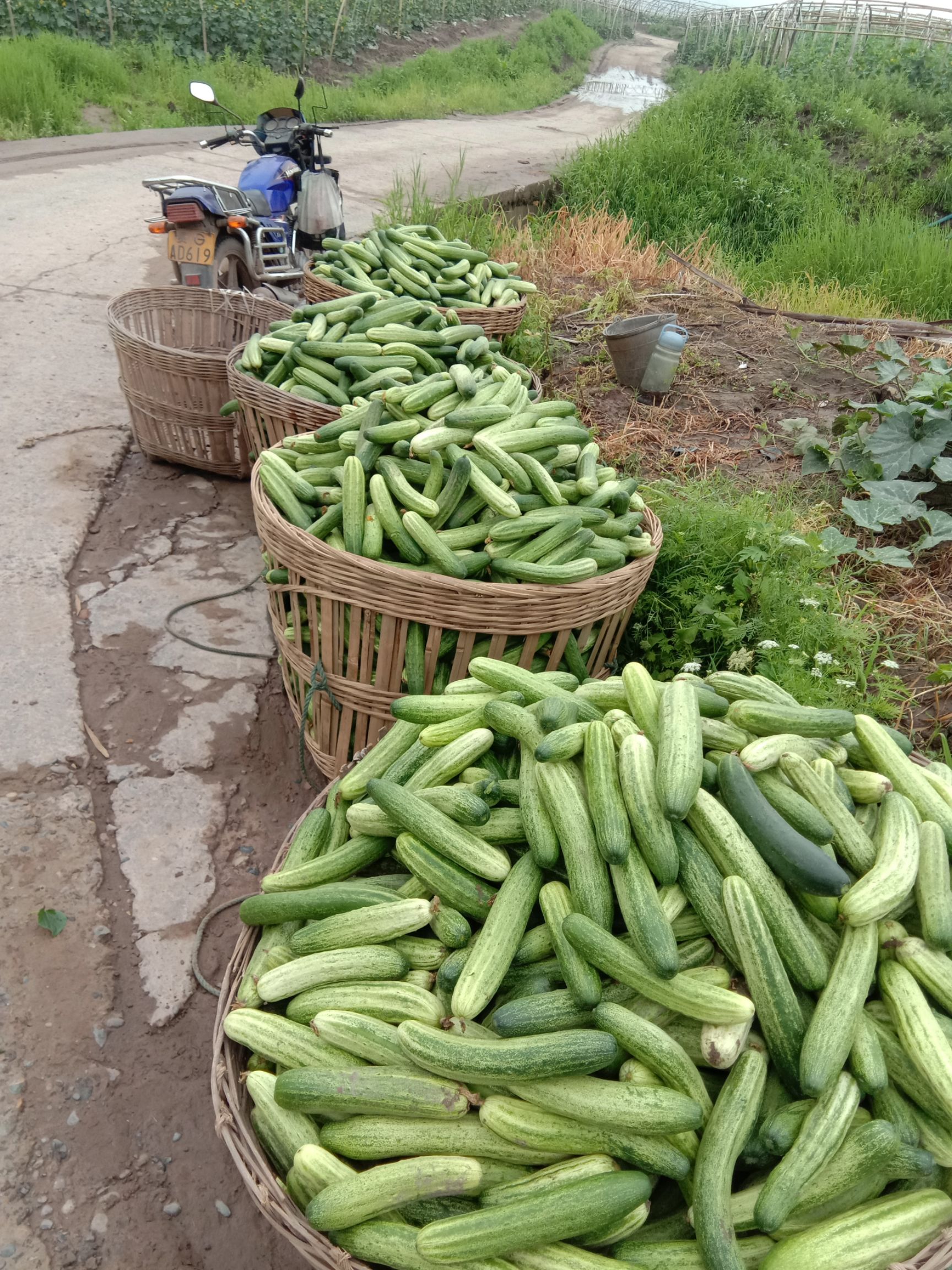 燕白黄瓜  水果黄瓜  水果黄瓜  ，各种绿色蔬菜，物美价廉