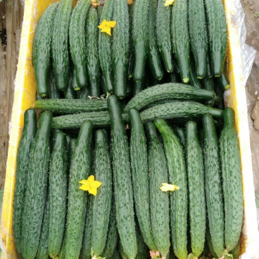 西安黑色黄瓜 25~35cm