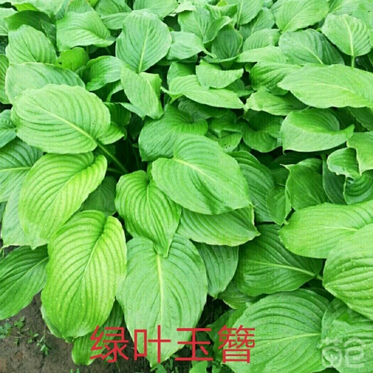 宜昌玉簪花