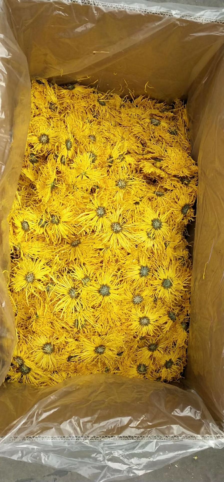 金丝皇菊花茶 批发,零售!金丝皇菊!可一件代发!量大从优!