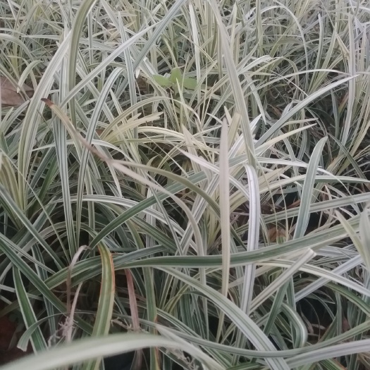 漳州银边草