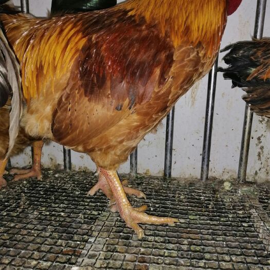 盐池县鸡肉类 新鲜