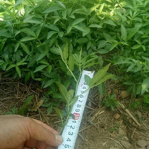 金阳县九叶青花椒苗 正宗凉山金阳九叶青