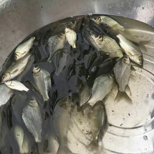 鲤鱼苗 ，裸斑